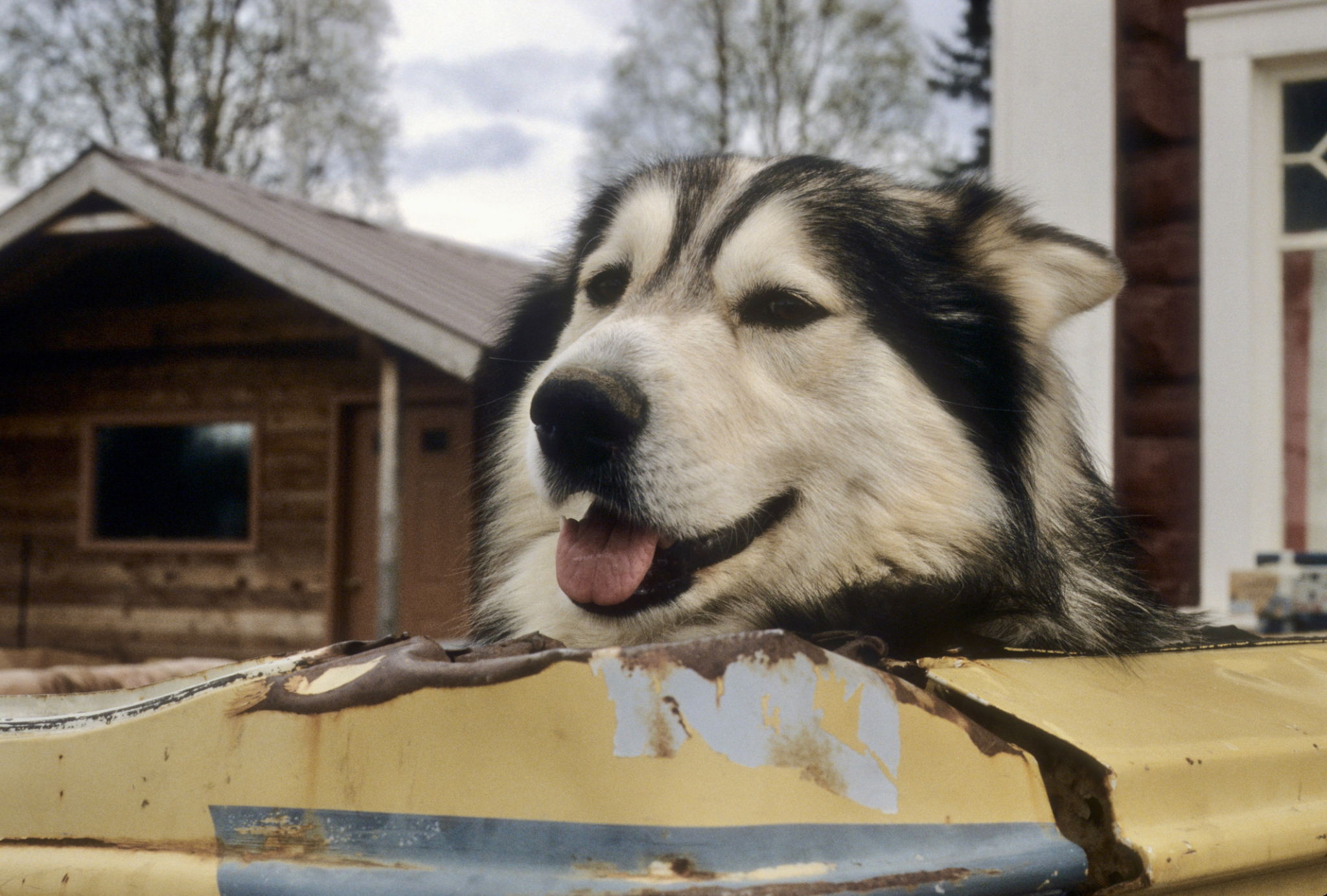 Talkeetna dog
